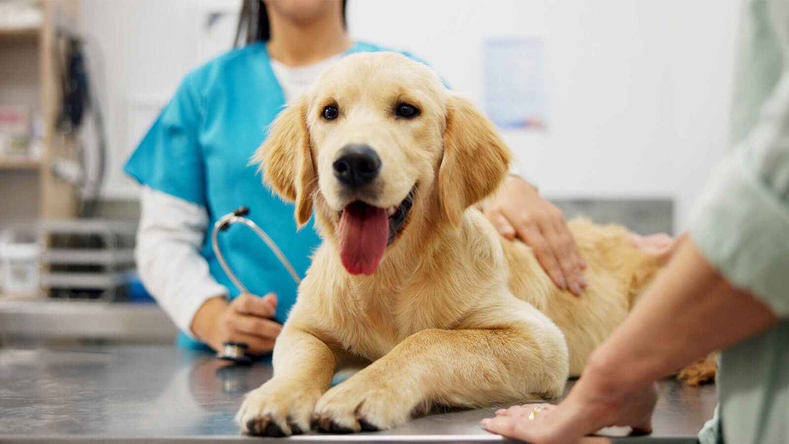 Preguntas Frecuentes - Master Dog