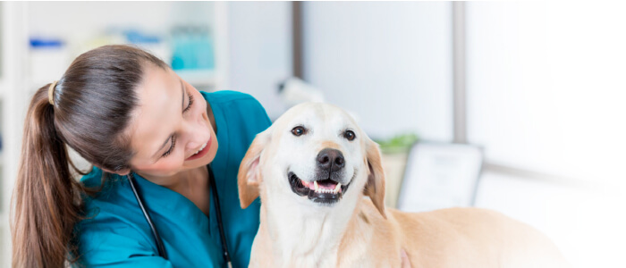 Veterinario Online - Master Dog